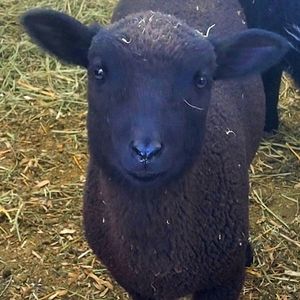 Meet your Posher, Leigh